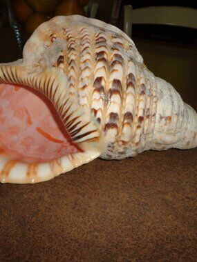 Sea Shell Authentic Pacific Triton 15" Nature's Beauty